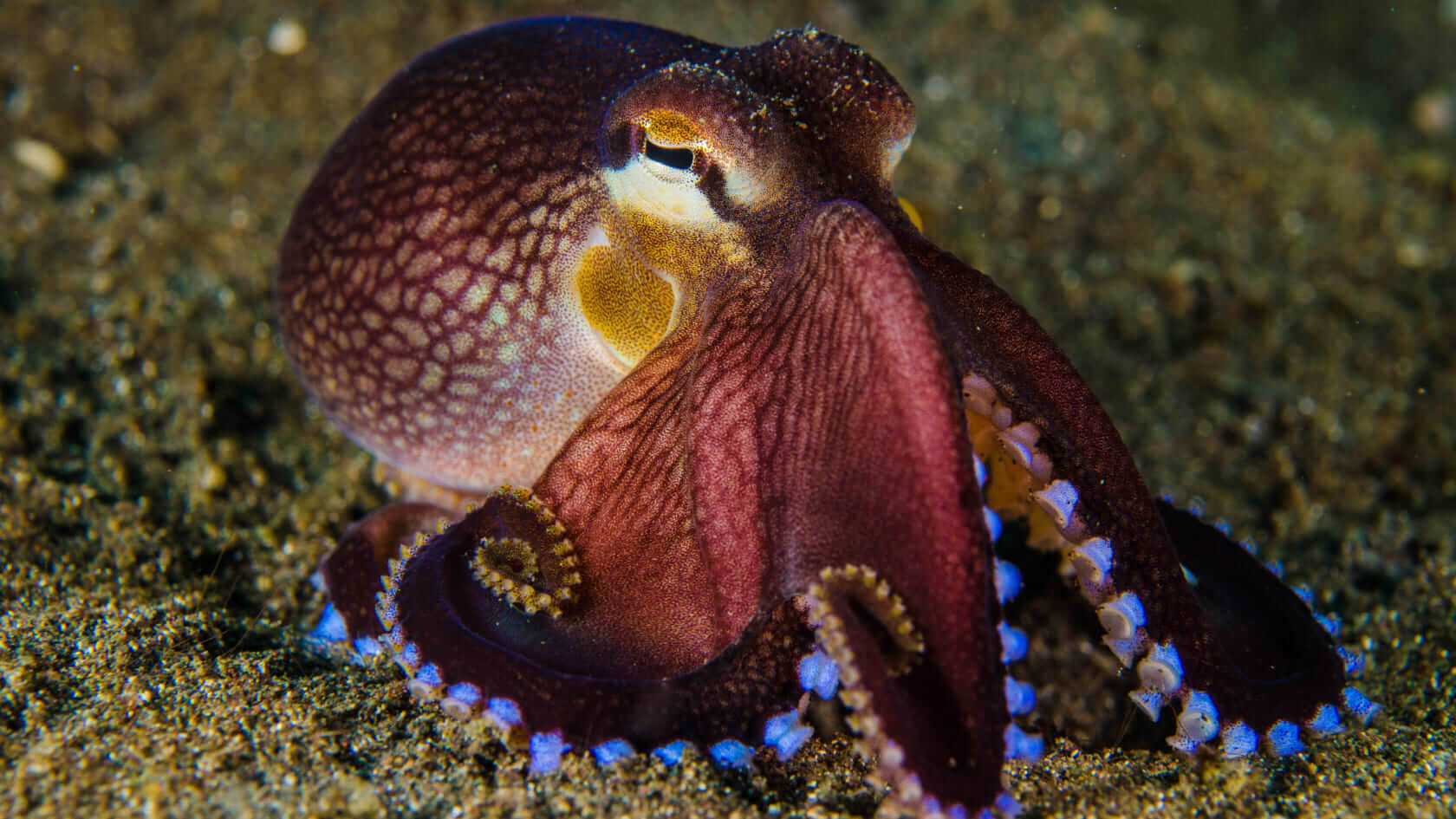 ГлавнаяOcean City by Parq – Виллы с океаническим бассейном