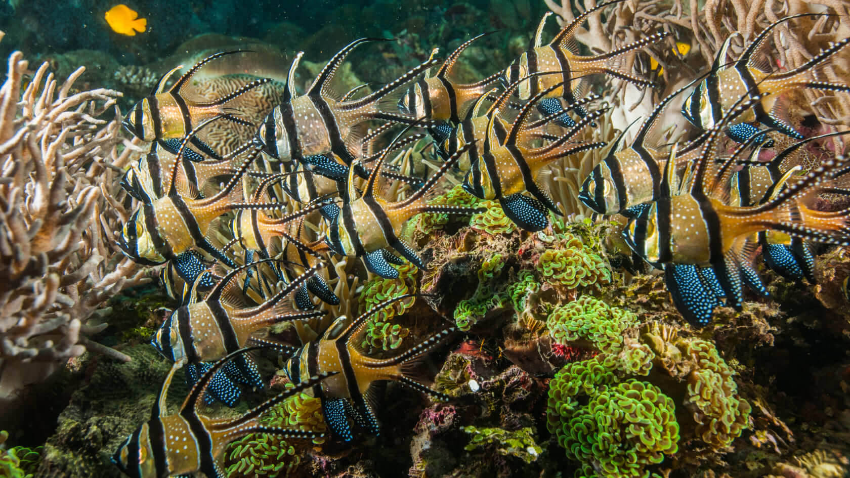 ГлавнаяOcean City by Parq – Виллы с океаническим бассейном